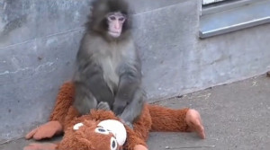 BONEKA DI PELUKAN PUNCH: SEMAHLUK KESEPIAN DI ICHIKAWA